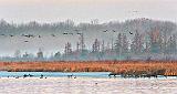 Migrating Geese At Sunrise_DSCF21472